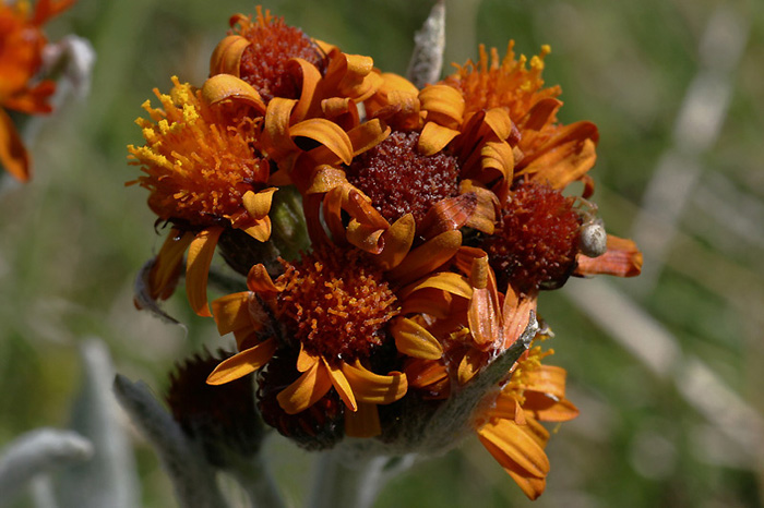 Tephroseris sp.